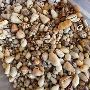 Grab Bag Hawaiian Shells
